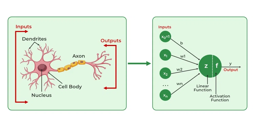Biological Neuron vs Artificial Neuron